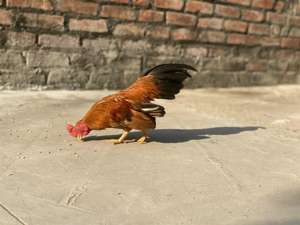 Độc lạ gà tí hon quý tộc giá cả trăm triệu đồng ở Hà Nội-6