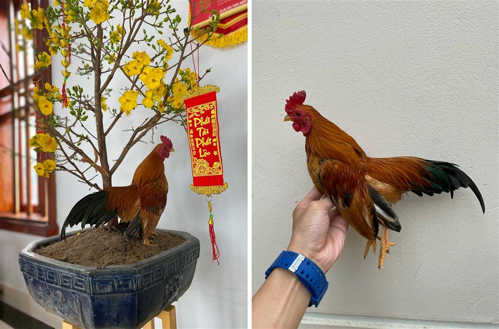 Độc lạ gà tí hon quý tộc giá cả trăm triệu đồng ở Hà Nội-7