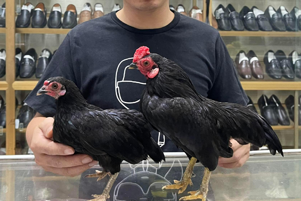 Những chú gà quý hiếm, độc nhất thế giới của Việt Nam-5