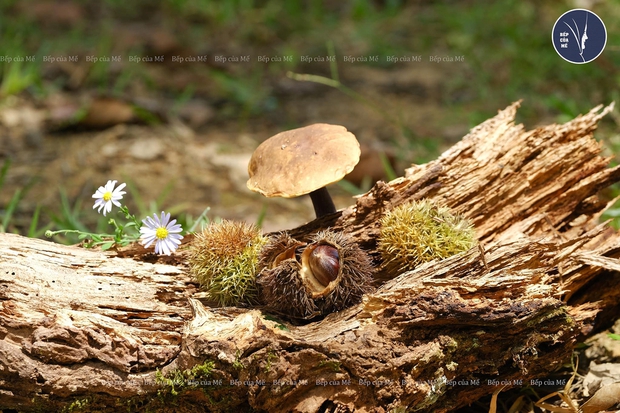 Những TikToker miền sơn cước nói không với thị phi, nổi tiếng khi kể chuyện bắt cá, đi rừng-8