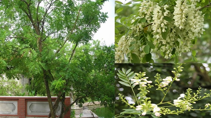 Thầy phong thủy nói: 3 loài cây kéo tiền- kéo lộc- kéo vận may về cho gia chủ, nhà giàu rất thích trồng-2