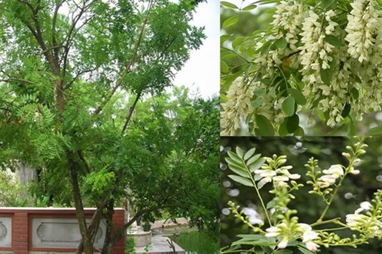 Thầy phong thủy nói: 3 loài cây kéo tiền- kéo lộc- kéo vận may về cho gia chủ, nhà giàu rất thích trồng