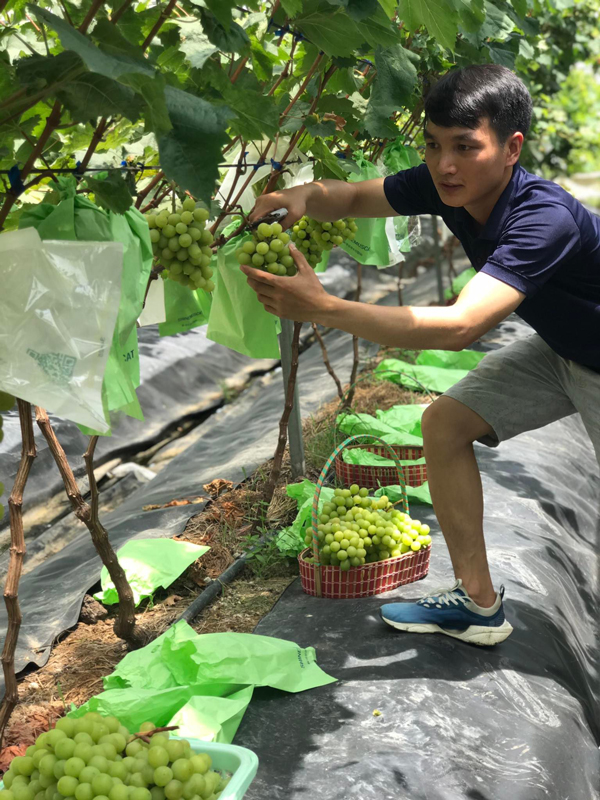 Trồng loại nho lạ bán giá đến 400.000 đồng/kg, 9X bán hết vèo cả tấn quả-1