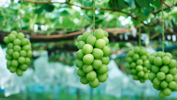 Trồng loại nho lạ bán giá đến 400.000 đồng/kg, 9X bán hết vèo cả tấn quả-2