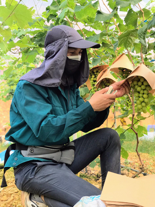 Trồng loại nho lạ bán giá đến 400.000 đồng/kg, 9X bán hết vèo cả tấn quả-3