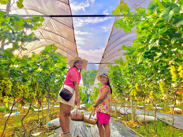 Trồng loại nho lạ bán giá đến 400.000 đồng/kg, 9X bán hết vèo cả tấn quả-4