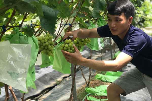 Bất ngờ giá nho nhập khẩu rẻ như khoai-5