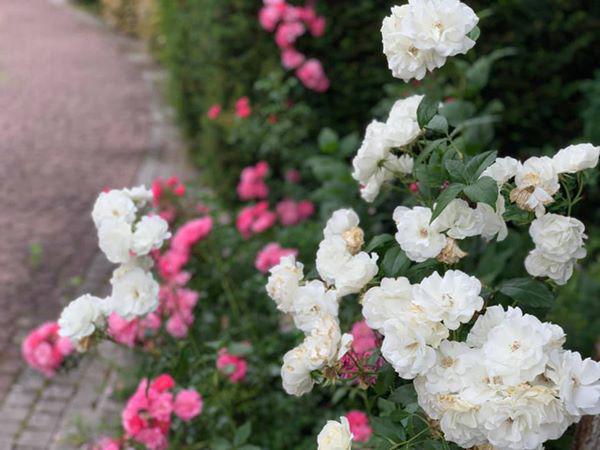 Ngắm nhà đẹp bình yên tại Đức rộng 1000m2 của ca sĩ Mỹ Lệ-10