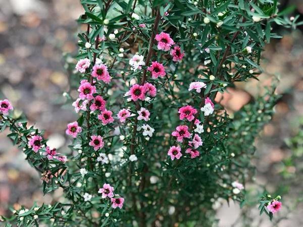 Ngắm nhà đẹp bình yên tại Đức rộng 1000m2 của ca sĩ Mỹ Lệ-22