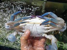 Mua ghẹ chỉ cần nhìn đúng 1 điểm biết ngay ghẹ tươi, chắc thịt cực chuẩn, đảm bảo 10 con ngon cả 10-2