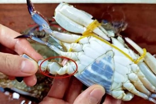 Mua ghẹ chỉ cần nhìn đúng 1 điểm biết ngay ghẹ tươi, chắc thịt cực chuẩn, đảm bảo 10 con ngon cả 10