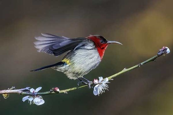 Tháng 8, 3 con giáp nãy hãy nghiến răng, gồng mình lần nữa, chịu thương chịu khó sẽ kiếm được tiền