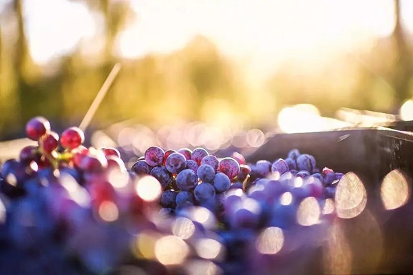 Trong cơ thể mỗi người đều tồn tại 8 thứ độc”, làm thế nào để giải độc?-8