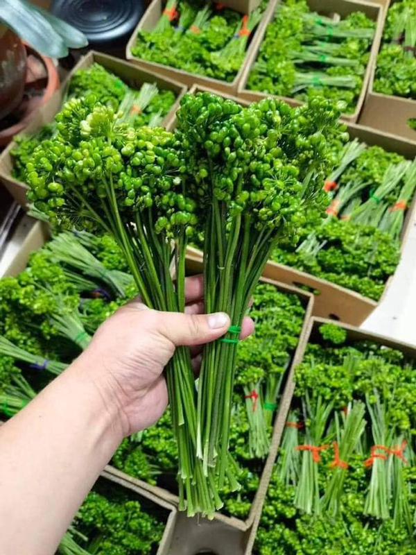 Kỳ lạ loại hoa giá bán đến 8 triệu/kg, dân Việt vẫn xuống tiền mua ngâm rượu-1