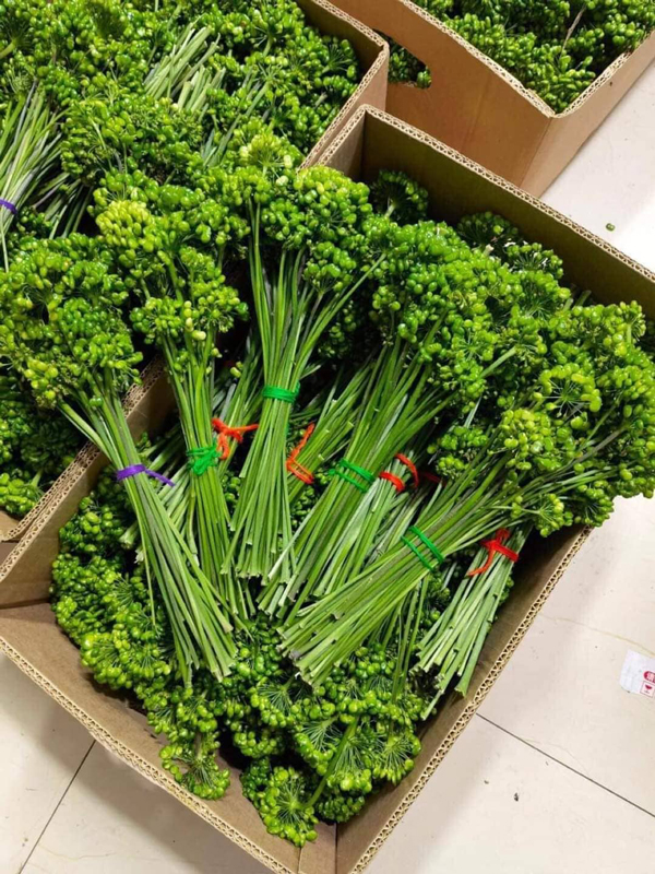 Kỳ lạ loại hoa giá bán đến 8 triệu/kg, dân Việt vẫn xuống tiền mua ngâm rượu-2