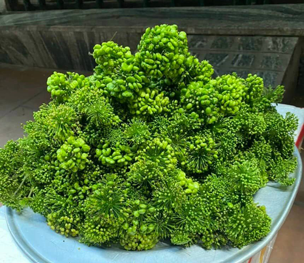 Kỳ lạ loại hoa giá bán đến 8 triệu/kg, dân Việt vẫn xuống tiền mua ngâm rượu-3