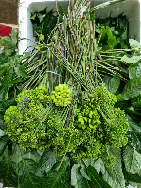 Kỳ lạ loại hoa giá bán đến 8 triệu/kg, dân Việt vẫn xuống tiền mua ngâm rượu-4