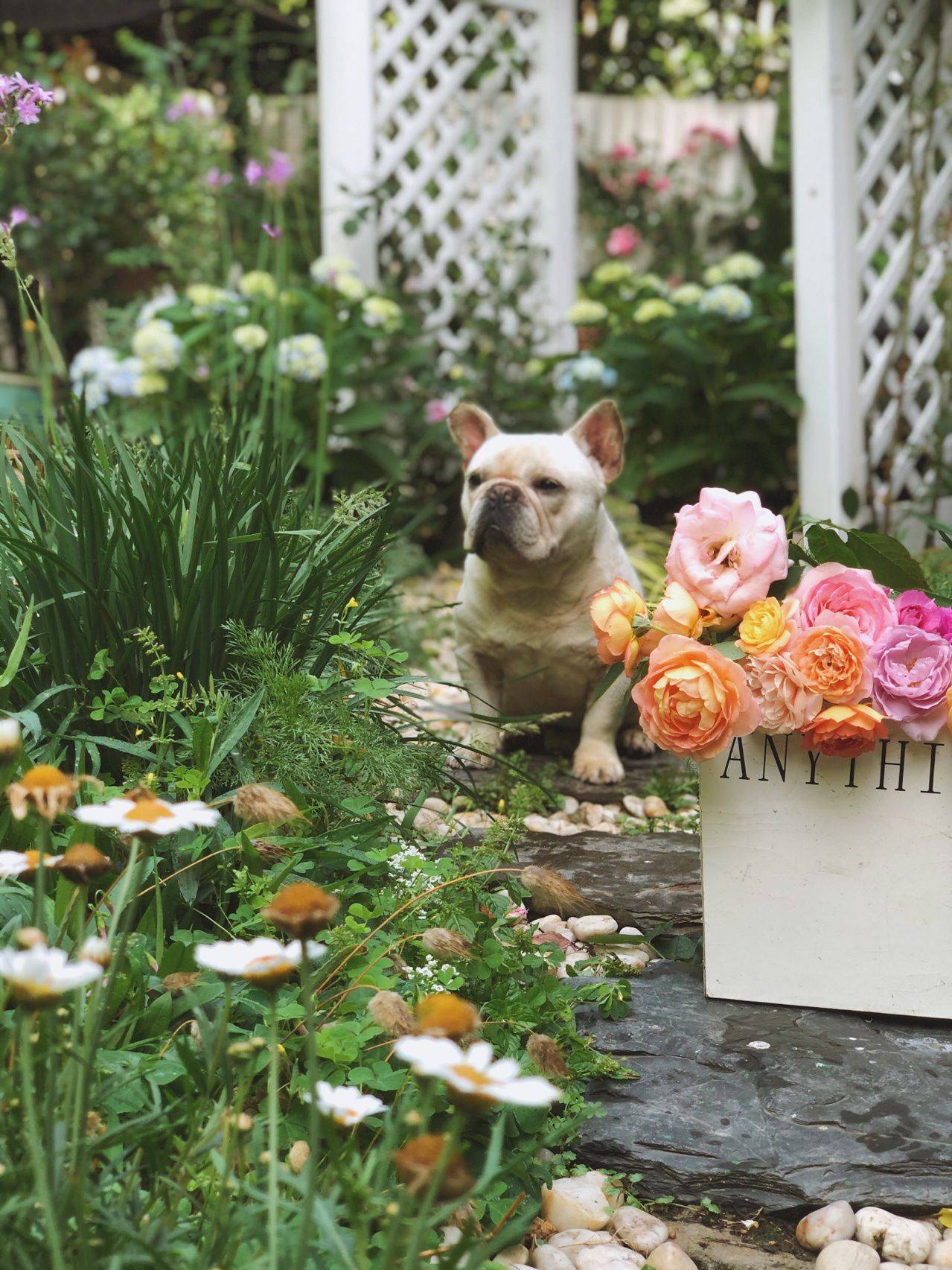 Khu vườn hoa cỏ rộng 100m², hễ ai đặt chân đến là quên lối về, xóa tan hết mọi muộn phiền trên đời-3