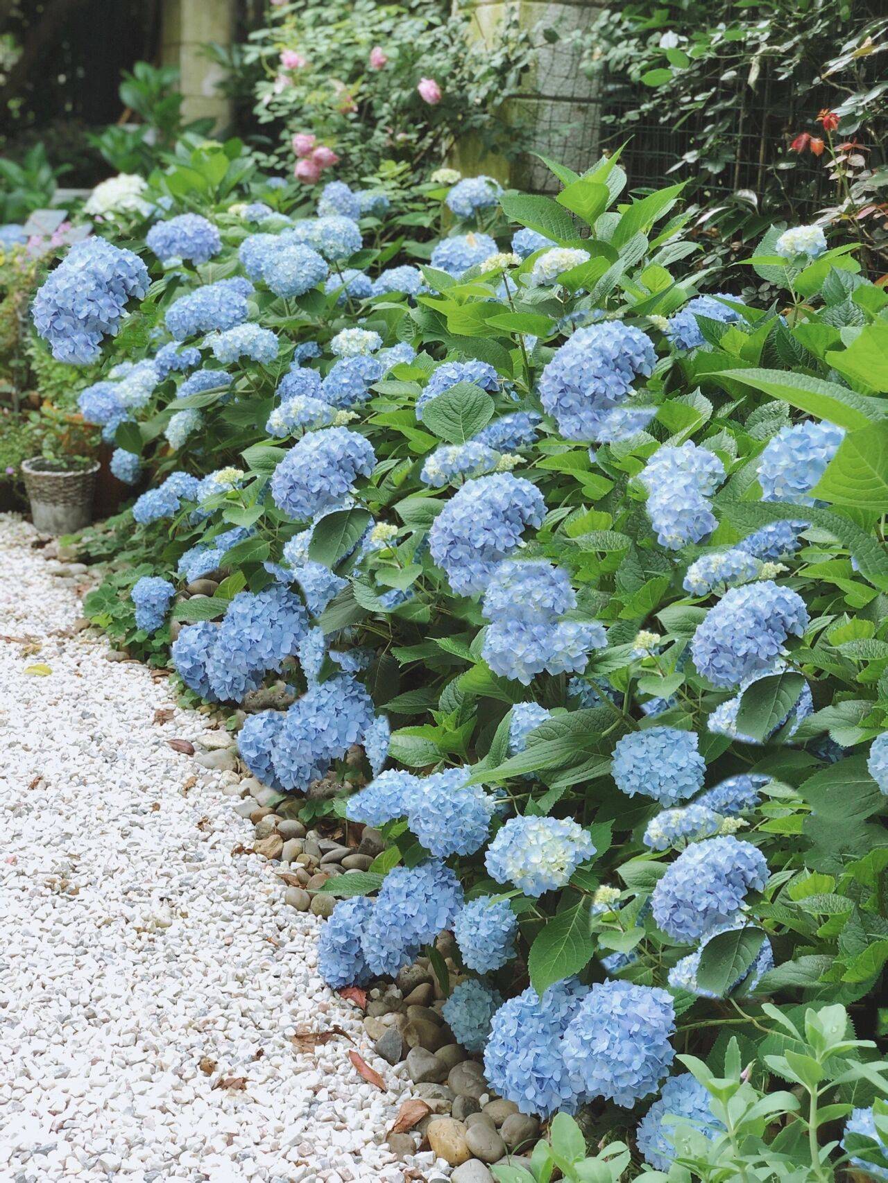 Khu vườn hoa cỏ rộng 100m², hễ ai đặt chân đến là quên lối về, xóa tan hết mọi muộn phiền trên đời-5