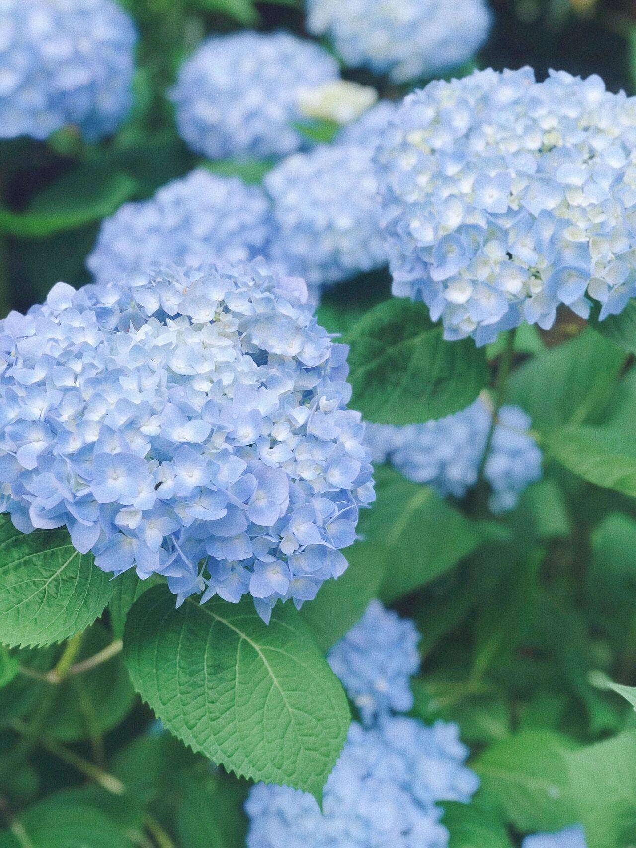 Khu vườn hoa cỏ rộng 100m², hễ ai đặt chân đến là quên lối về, xóa tan hết mọi muộn phiền trên đời-7