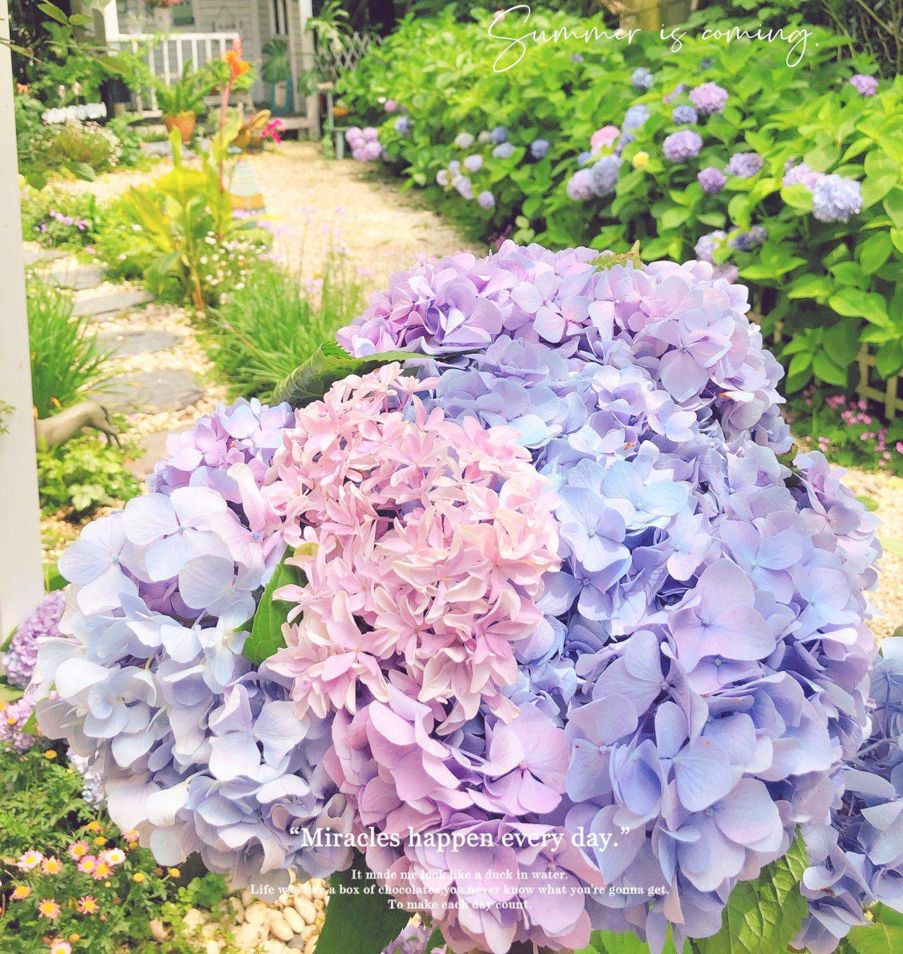 Khu vườn hoa cỏ rộng 100m², hễ ai đặt chân đến là quên lối về, xóa tan hết mọi muộn phiền trên đời-6