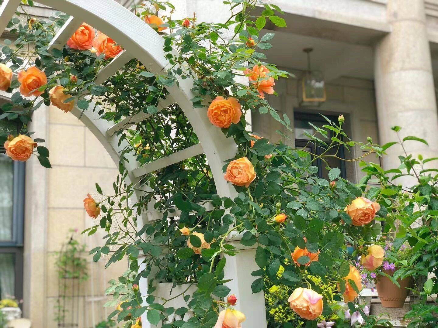 Khu vườn hoa cỏ rộng 100m², hễ ai đặt chân đến là quên lối về, xóa tan hết mọi muộn phiền trên đời-11