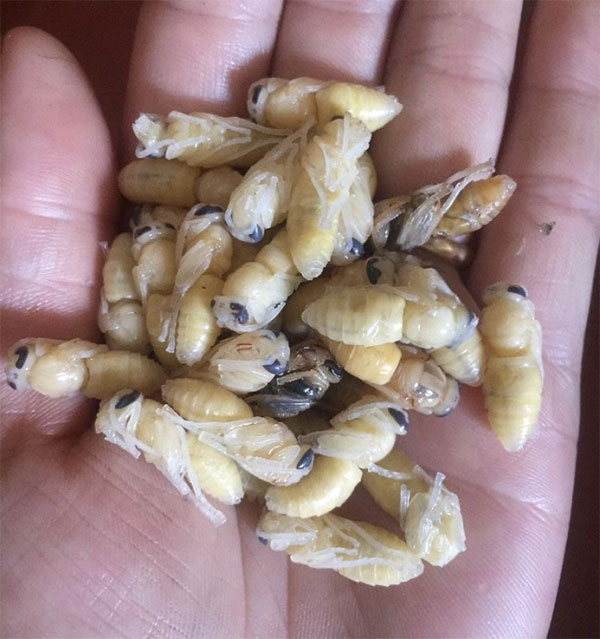 Loại ong kịch độc được dân nhậu xem như đặc sản, lùng mua với giá nửa triệu đồng/kg-1