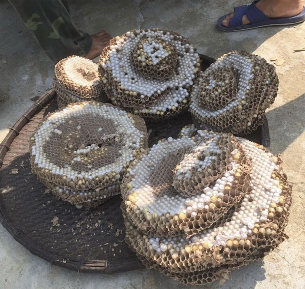 Loại ong kịch độc được dân nhậu xem như đặc sản, lùng mua với giá nửa triệu đồng/kg-2