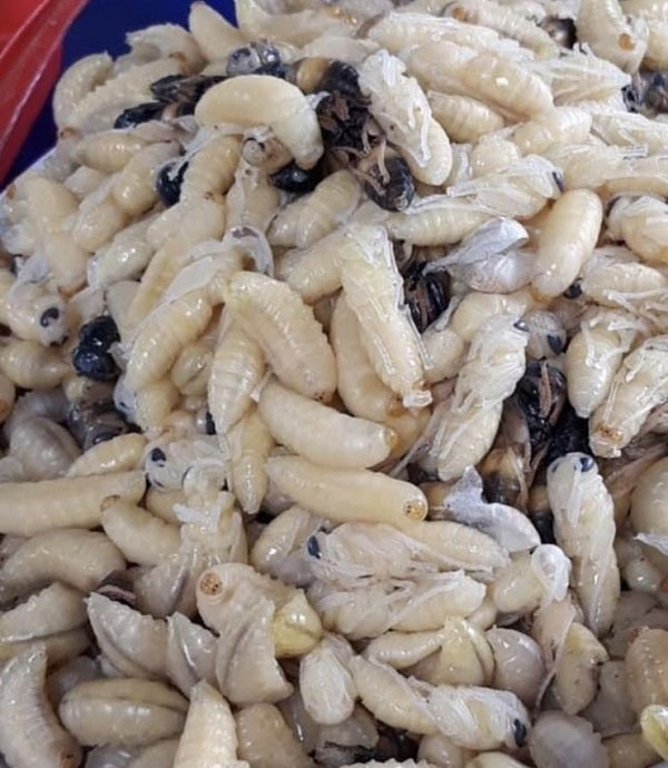 Loại ong kịch độc được dân nhậu xem như đặc sản, lùng mua với giá nửa triệu đồng/kg-4