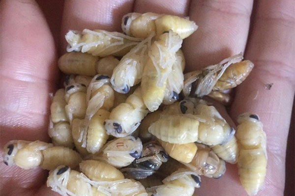 Loài đặc sản bé xíu nhiều màu sắc được ví như lộc trời, dân đi vớt thu tiền triệu/ngày-12