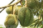 Trở lại vị thế ‘vua trái cây’, cơm sầu riêng giá gần 500 nghìn/kg-3