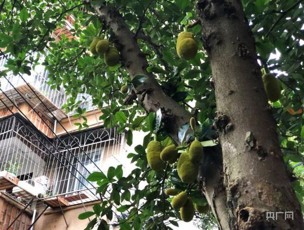 Xoài nhãn rải khắp phố phường, tưởng thiên đường nhưng lại là nỗi khổ không lời của các thành phố Trung Quốc-1