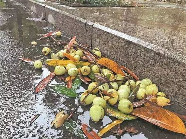 Xoài nhãn rải khắp phố phường, tưởng thiên đường nhưng lại là nỗi khổ không lời của các thành phố Trung Quốc-3