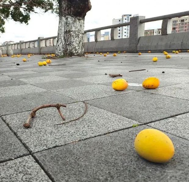 Xoài nhãn rải khắp phố phường, tưởng thiên đường nhưng lại là nỗi khổ không lời của các thành phố Trung Quốc-4