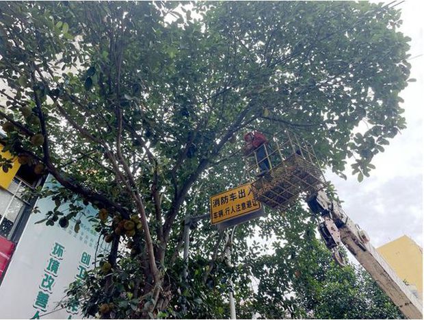 Xoài nhãn rải khắp phố phường, tưởng thiên đường nhưng lại là nỗi khổ không lời của các thành phố Trung Quốc-6