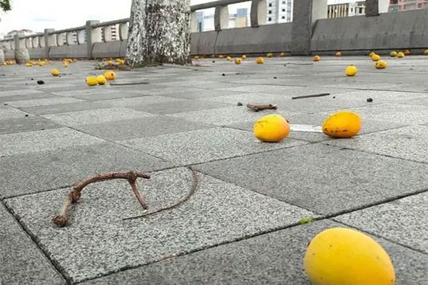 Florida thành thủ phủ lừa đảo vì nạn nhà nghỉ giả-2