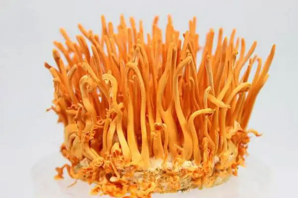 Đông trùng hạ thảo bán với giá trên trời thực chất chỉ là nhộng trùng thảo?-1