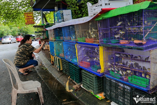 Phố chim phóng sinh bán nghìn con mỗi ngày trước dịp rằm tháng bảy-1