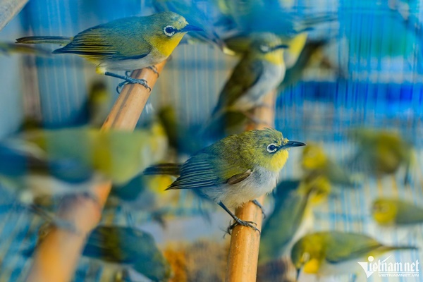 Phố chim phóng sinh bán nghìn con mỗi ngày trước dịp rằm tháng bảy-3