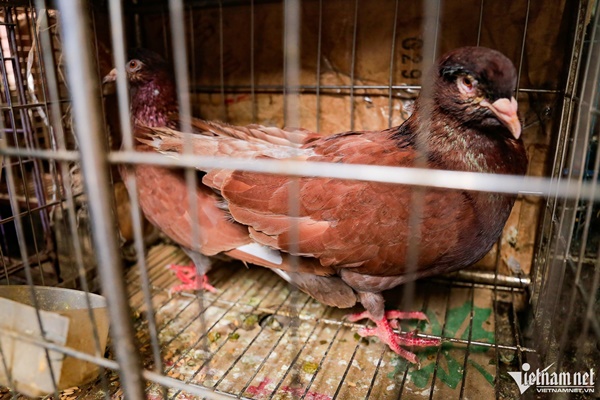 Phố chim phóng sinh bán nghìn con mỗi ngày trước dịp rằm tháng bảy-4