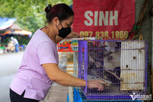 Phố chim phóng sinh bán nghìn con mỗi ngày trước dịp rằm tháng bảy-5