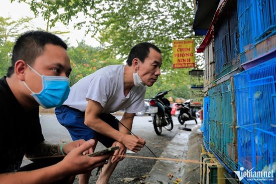 Phố chim phóng sinh bán nghìn con mỗi ngày trước dịp rằm tháng bảy