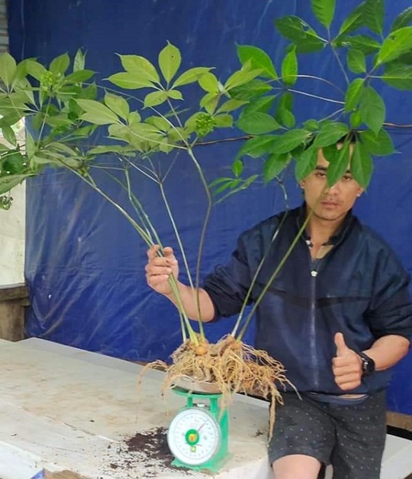 Cận cảnh cây sâm đắt hơn vàng”, nặng 0,9kg được bán với giá 870 triệu đồng-1