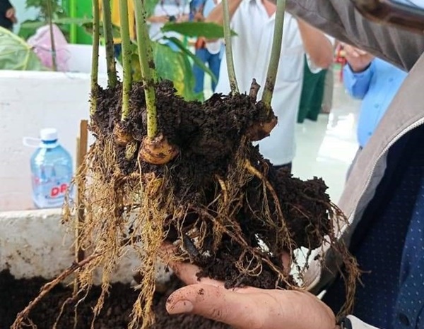Cận cảnh cây sâm đắt hơn vàng”, nặng 0,9kg được bán với giá 870 triệu đồng-2