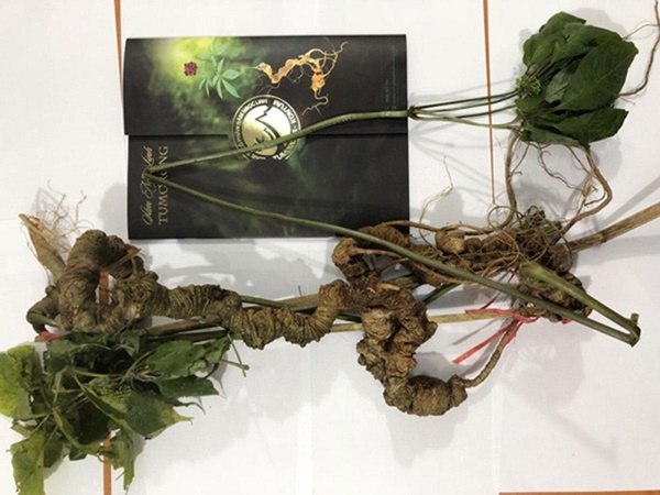 Cận cảnh cây sâm đắt hơn vàng”, nặng 0,9kg được bán với giá 870 triệu đồng-4