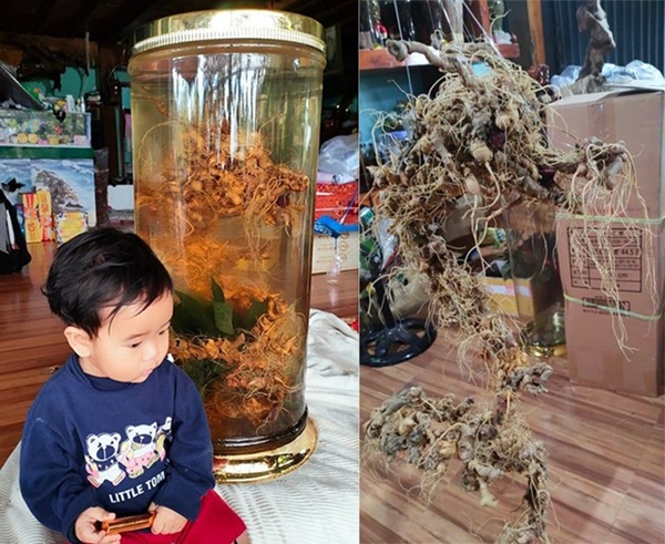 Cận cảnh cây sâm đắt hơn vàng”, nặng 0,9kg được bán với giá 870 triệu đồng-5