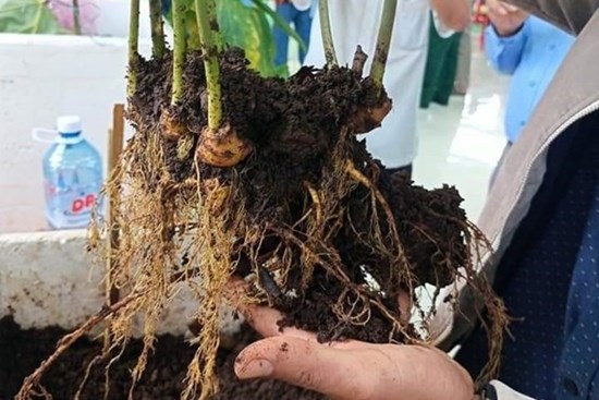 Cận cảnh cây sâm “đắt hơn vàng”, nặng 0,9kg được bán với giá 870 triệu đồng