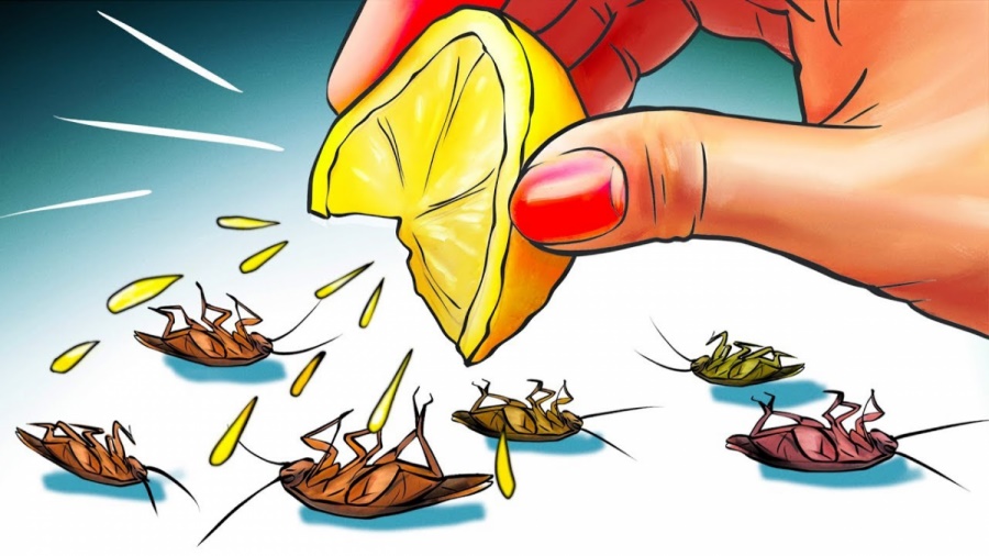 Cách đuổi gián không tốn tiền, không cần dùng hóa chất: 1 phát diệt cả trăm con, ra đi không trở lại-1