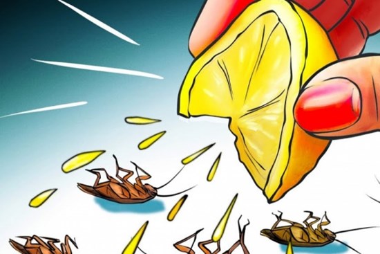 Cách đuổi gián không tốn tiền, không cần dùng hóa chất: 1 phát diệt cả trăm con, ra đi không trở lại