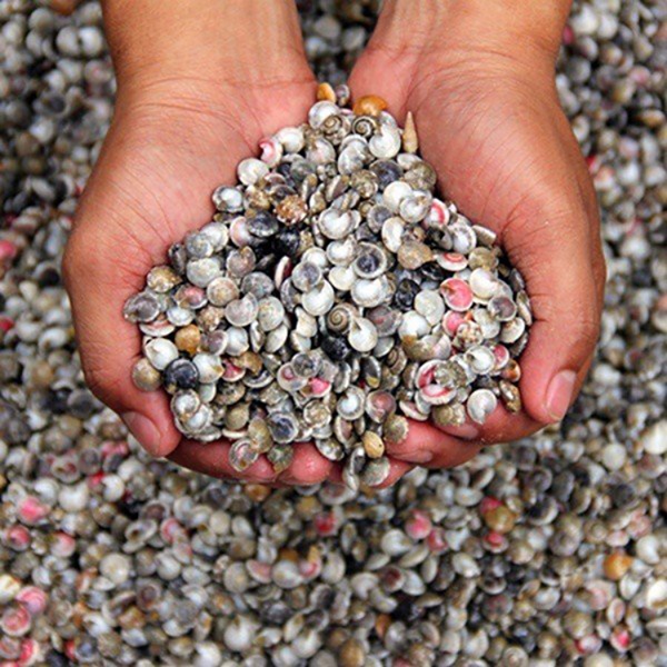 Loài đặc sản bé xíu nhiều màu sắc được ví như lộc trời, dân đi vớt thu tiền triệu/ngày-2